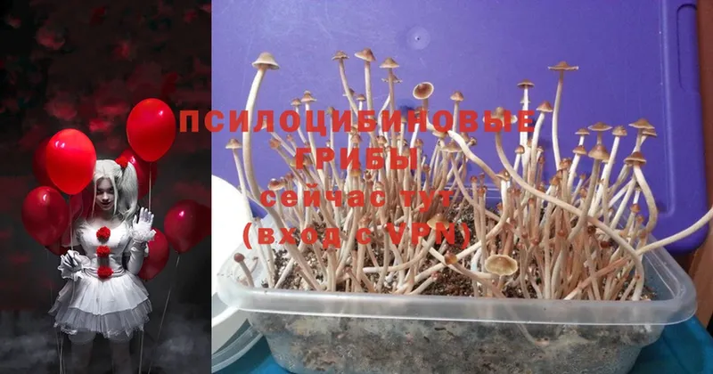 Галлюциногенные грибы MAGIC MUSHROOMS  Нижнекамск 